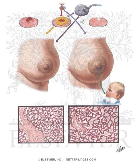 Watermarked preview of unlabeled image: Functional Changes and Lactation