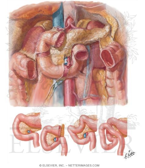 Anatomy and Relations of Duodenum