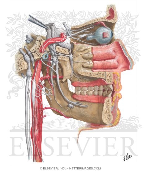 Watermarked preview of unlabeled image: Autonomic Nerves in Head