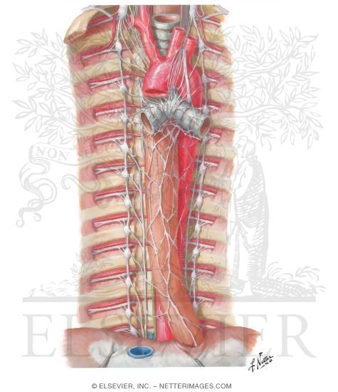 Autonomic Nerves in Thorax
Sympathetic Trunk in the Thorax
