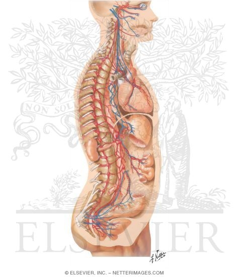Autonomic Nervous System General Topography Schema Of Autonomic Nervous System