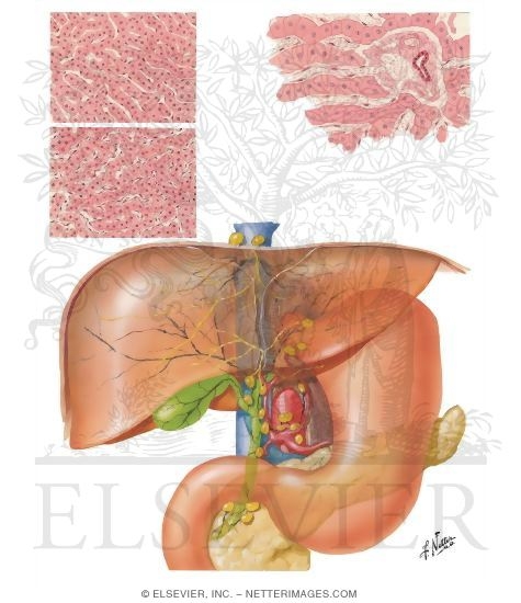 Lymph Vessels and Nodes of Liver
Lymphatic Drainage of Liver and Bile Tract