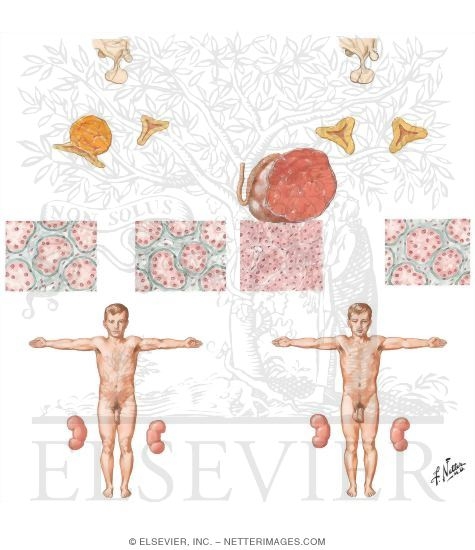 Watermarked preview of unlabeled image: Sexual Precocity in the Male