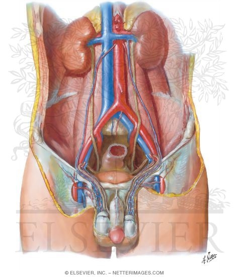 Blood Supply of Testes