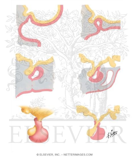 Development of the Pituitary Gland
