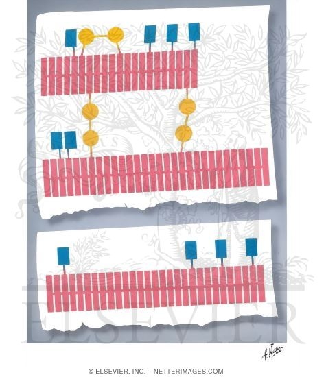 Watermarked preview of unlabeled image: Chemical Structure of Insulin and Glucagon
