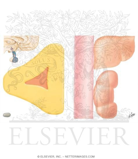 Watermarked preview of unlabeled image: Biosynthesis and Metabolism of Adrenal Corticoids