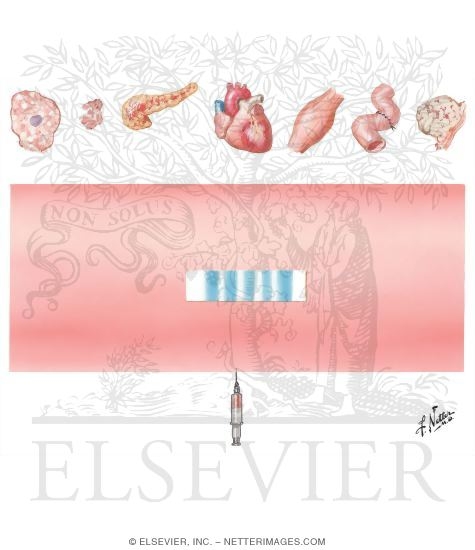 Serum Transaminases