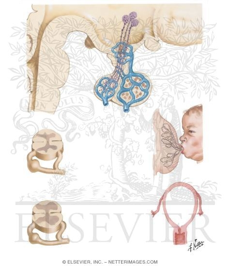 Watermarked preview of unlabeled image: Secretion and Action of Oxytocin 