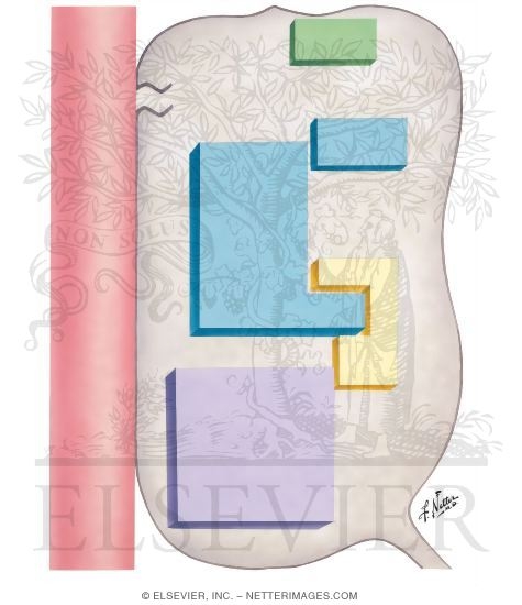 Watermarked preview of unlabeled image: Intermediary Metabolism of the Nerve Cell