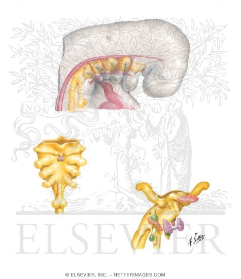 Development of the Thyroid and Parathyroid Glands