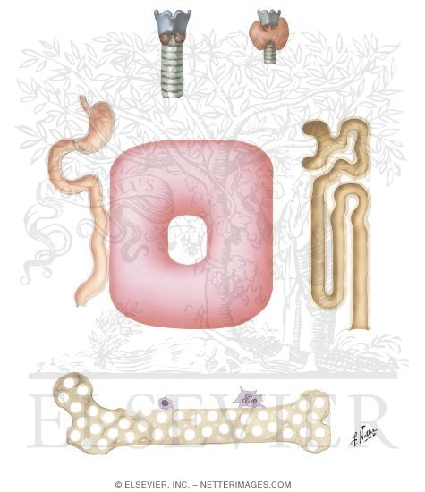 Watermarked preview of unlabeled image: Pathologic Physiology of Hypoparathyroidism