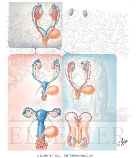 Watermarked preview of unlabeled image: Differentiation of Genital Ducts