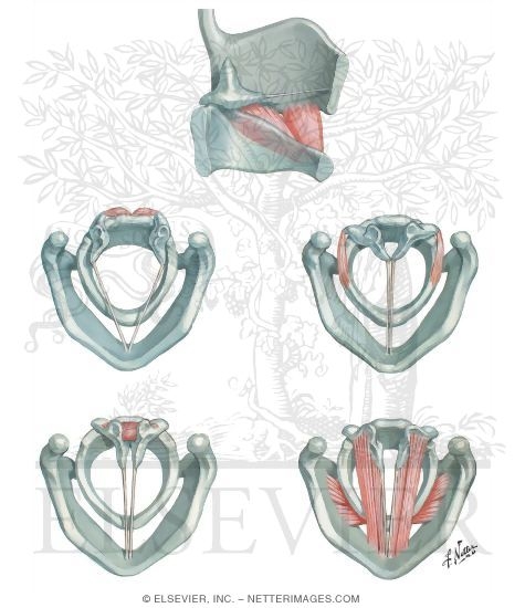 Action of Intrinsic Muscles of Larynx