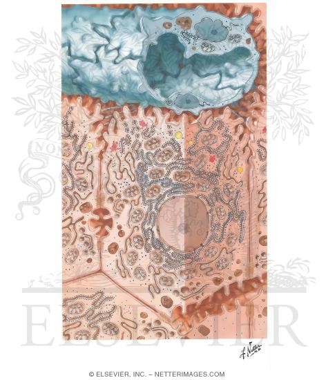 Watermarked preview of unlabeled image: Ultramicroscopic Structure of Normal Liver Cells