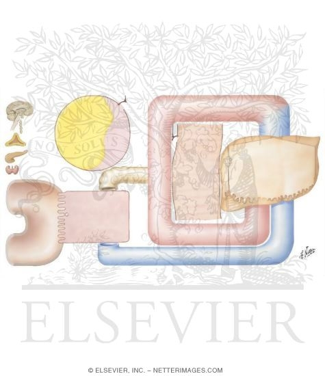 Watermarked preview of unlabeled image: Triglyceride Metabolism