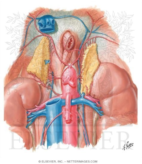 Anatomy and Blood Supply of the Suprarenal (Adrenal) Glands