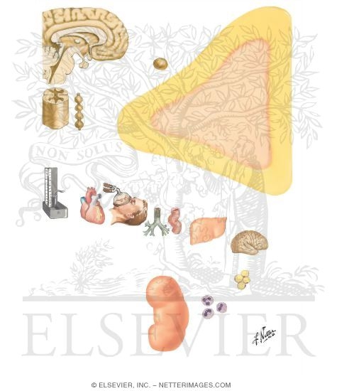 Adrenal Medulla and Catecholamines