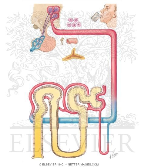 Watermarked preview of unlabeled image: Secretion and Action of Vasopressin