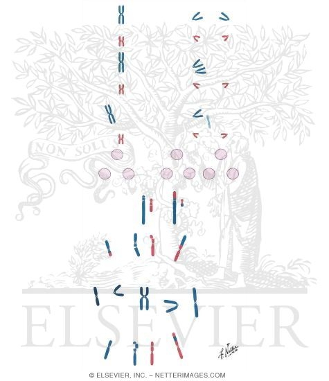 Watermarked preview of unlabeled image: Pathogenesis of Chromosomal Abnormalities