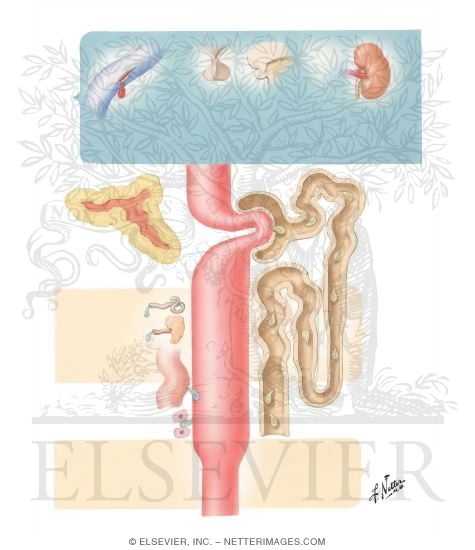 Watermarked preview of unlabeled image: Physiology of Aldosterone