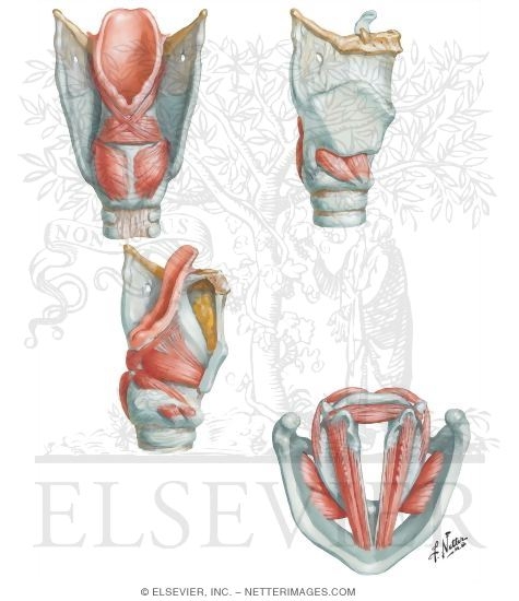 Intrinsic Muscles of Larynx