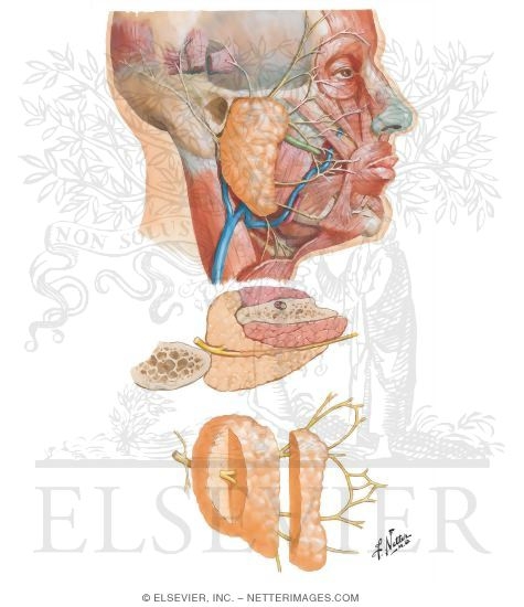 Relations of Parotid Gland and Facial Nerve
Facial Nerve Branches and Parotid Gland