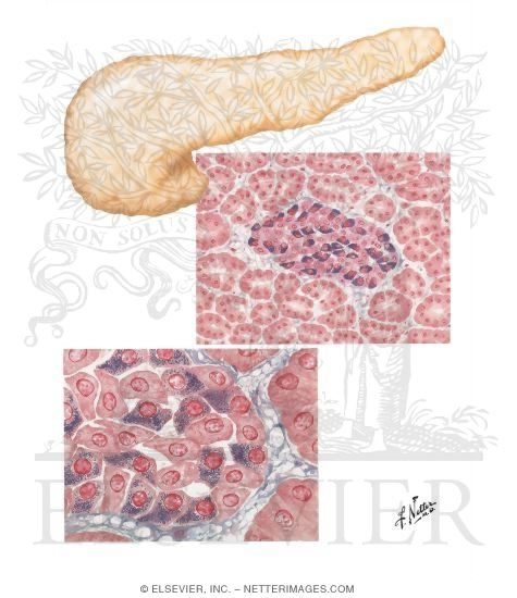 Normal Histology of Pancreatic Islets