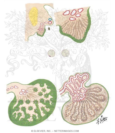 Differentiation of Gonads