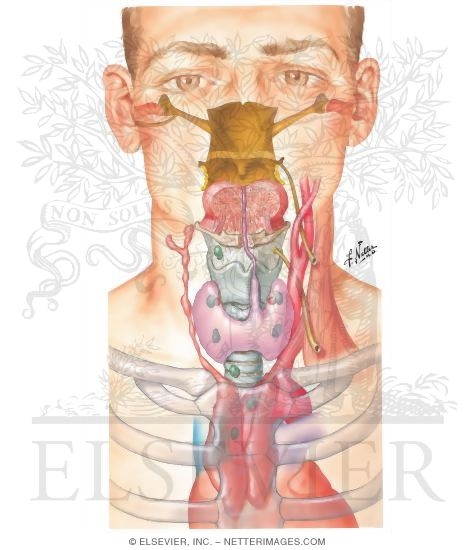 Watermarked preview of unlabeled image: Development of the Thyroid and Parathyroid Glands