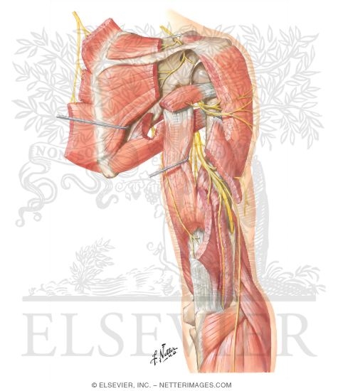 Scapular, Axillary and Radial Nerves