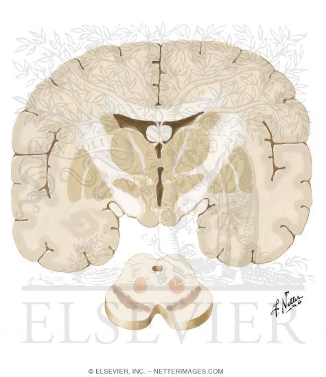 Neurophysiologic Basis for Parkinsonism