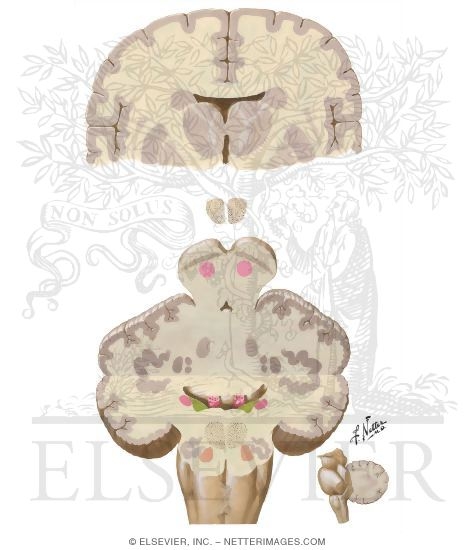 Cerebellar Efferent Pathways