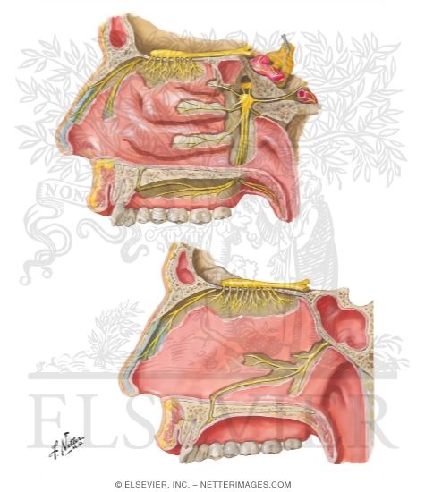 Olfactory (I) Nerve, Pterygopalatine Ganglion and Nerves of Nose