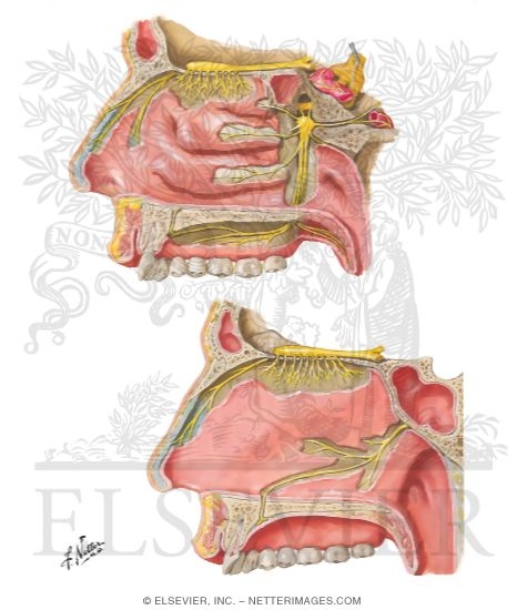 olfactory nose