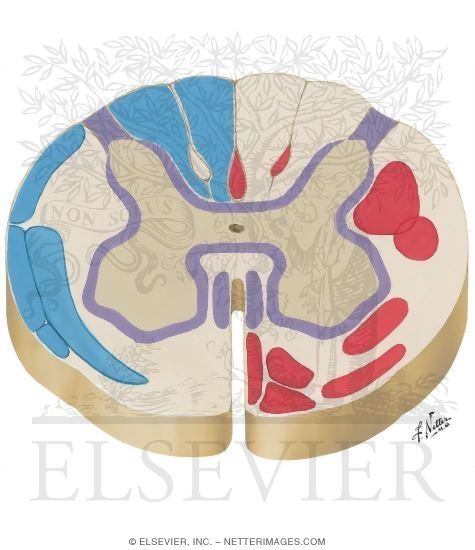 Principal Fiber Tracts of Spinal Cord