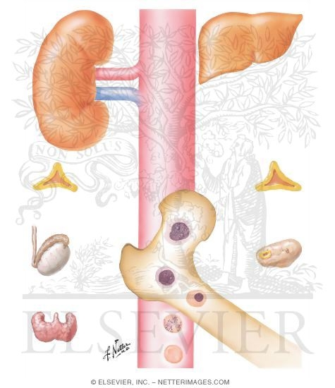 Watermarked preview of unlabeled image: Hypothesis of Renal Erythropoietic Function