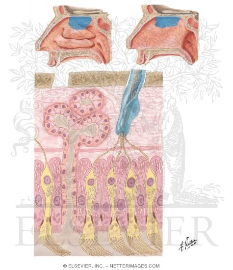 Watermarked preview of unlabeled image: Olfactory Receptors