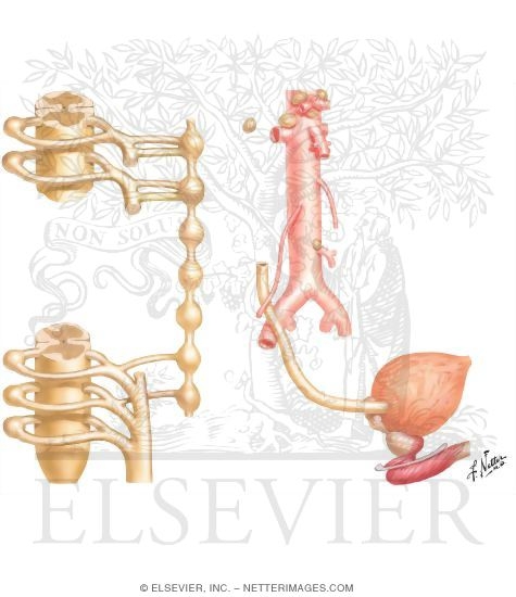 Innervation of Kidneys, Ureters and Bladder