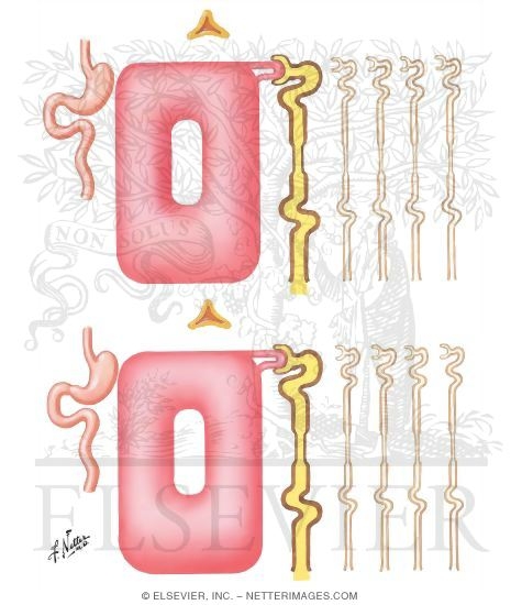 Watermarked preview of unlabeled image: Sodium Balance in Renal Failure - Potassium Balance in Renal Failure