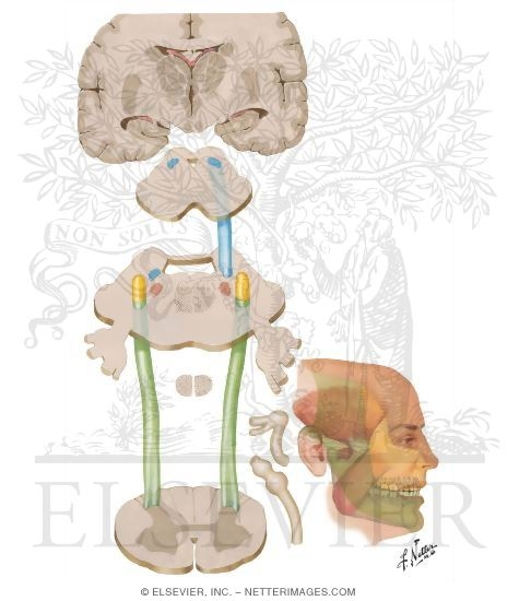Watermarked preview of unlabeled image: Somesthetic System: Head
