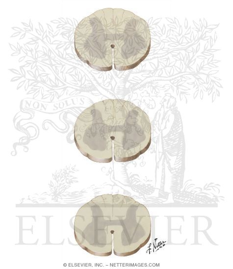 Watermarked preview of unlabeled image: Spinal Reflex Pathways