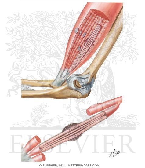 Muscle and Joint Receptors
