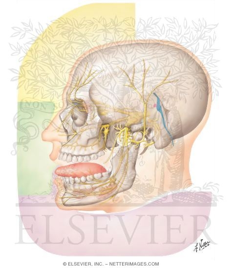 Trigeminal (V) Nerve