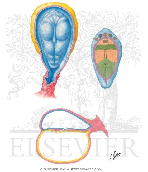 Embryonic Development