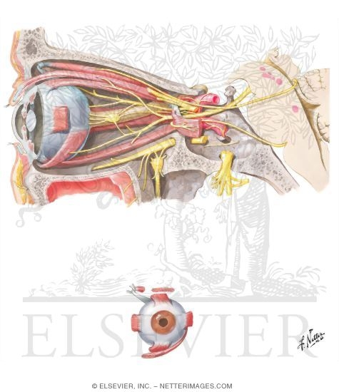 Oculomotor (III), Trochlear (IV) and Abducens (VI) Nerves and Ciliary Ganglion
Extrinsic Eye Muscles
Oculomotor (III), Trochlear (IV) and Abducent Nerves (VI): Schema
