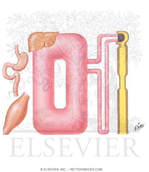 Watermarked preview of unlabeled image: Urea and Creatinine Metabolism in Renal Failure