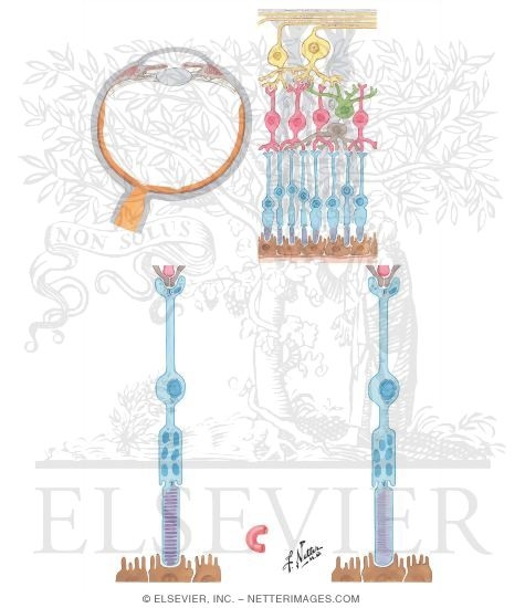 Visual Receptors