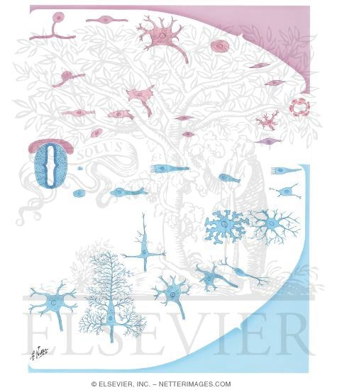 Watermarked preview of unlabeled image: Somatic and Autonomic Neuron Formation