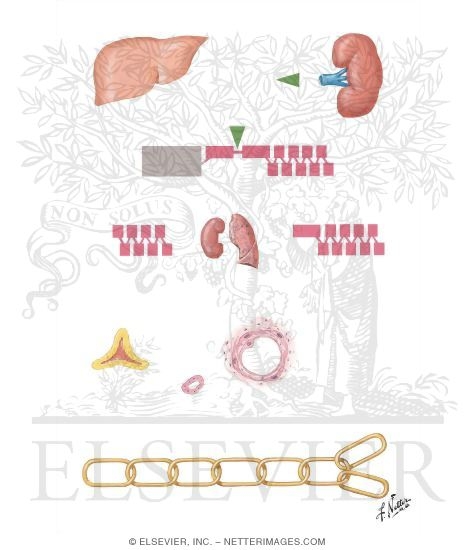 Watermarked preview of unlabeled image: The Renin-Angiotensin Chain